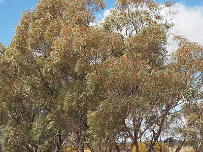 Eucalyptus dumosa p Denzel Murfet Marama